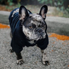 Оптовая роскошная брендовая одежда для собак, свитер с капюшоном с капюшоном для собак